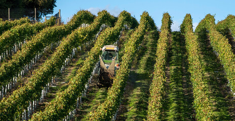 Hampshire, England, UK. 2021.  Tractor spraying vines in a Hampshire vineyard early autumn and...