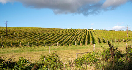 Fototapeta na wymiar Hampshire, England, UK. 2021. Vines growing on a south facing hillside in Hampshire, southern England, UK