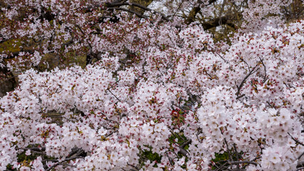 Beautiful pink cherry trees blooming extravagantly nature scene. Japanese Sakura