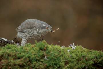 Northern goshawk, accipiter gentilis, with prey