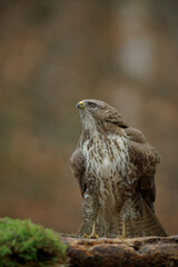Common buzzard watching crows