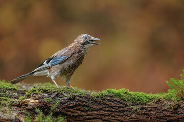 Scruffy jay in autumnal forest