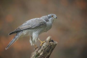 Northern goshawk, ghost of the forest