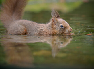 A red squirrel in water