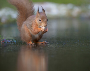 Inquisitive red squirrel sitting on ice