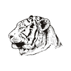 Hand drawn tiger head, profile view, isolated on white, vector illustration