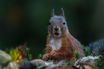 Cute Red Squirrel (Sciurus vulgaris) in an forest covered with colorful leaves and  mushrooms. Autumn day in a deep forest in the Netherlands. Front view.