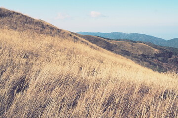 ススキが広がる秋の高原