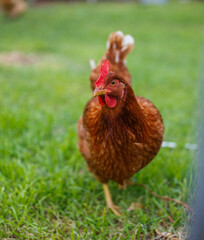 Red chicken in green grass walking towards the camera in Adelaide, South Australia