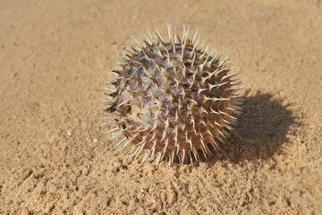 Yellow hedgehog fish washed ashore