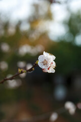 Blossom flowers against bokeh background in spring, in Adelaide, South Australia