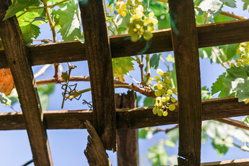 Vines and grapes hanging down from a pargola with a blue sky background