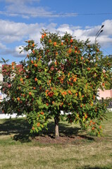Fototapeta na wymiar Rowan. Rowan with red bunches of ripe berries. Autumn, sunny day. Background, wallpaper