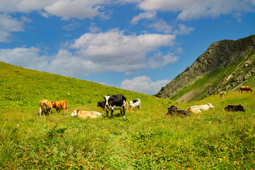 milk and dairy bio products,cows in the alps graze in a meadow in the mountains,eat green grass