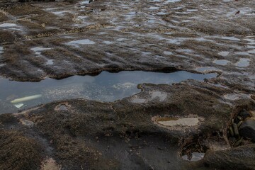 Puddle of water with rocks in it at the beach in Bali Indonesia