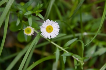 Obraz premium daisy in the grass