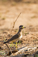 Yellow-wattled Lapwing running along the ground in Bandhavgarh, India