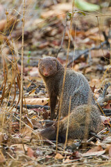 Grey Mongoose looking back on the forest floor of Bandhavgarh India