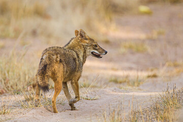 Golden jackal runs along a dirt road in Bandhavgarh, India