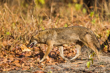 Golden jackal runs along a dirt road in Bandhavgarh, India