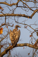 Vultures sitting on a tree overlooking Bandhavgarh in India