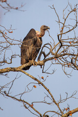 Vultures sitting on a tree overlooking Bandhavgarh in India