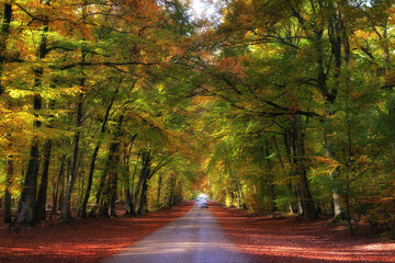 Forest road in Barbizon village. Fontainebleau forest