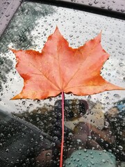  bright orange maple leaf on car window in raindrops. Autumnal background.Hello Autumn card