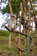 Rhesus macaque
