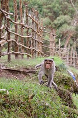 Rhesus macaque