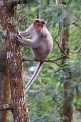 Rhesus macaque