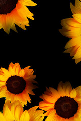 flowers sunflowers with black background and copy space like artistic abstract floral background