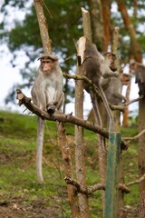 Rhesus macaque
