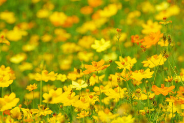 Natural scene of yellow Sulfur Cosmos flowers at cosmos field - background textures  - Floral backdrops in the garden