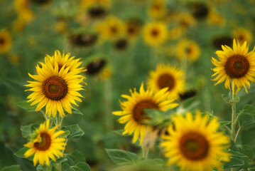 Sunflower is Big yellow flower in the field at Khao Jeen Lae Sunflower Feild Lopburi Thailand