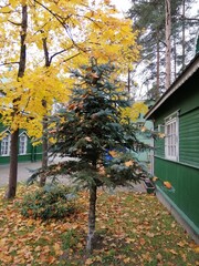 Vsevolozhsk,Leningrad region, Russia.October 22,2021.front garden of Holy Trinity Church.Trinity Church.Russian architectural monument of early 20th century and wooden chapel.religious building