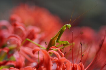 彼岸花とカマキリ