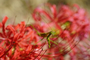 彼岸花とカマキリ