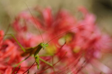 彼岸花とカマキリ