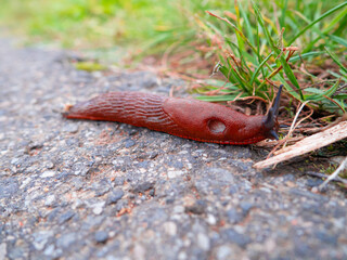 snail on the ground