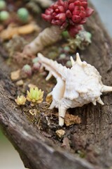 Miniature Plant