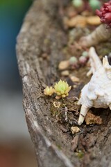 Miniature plant