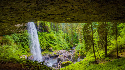 Waterfall from the cliff in the green fairy forest. Silver falls state park, USA