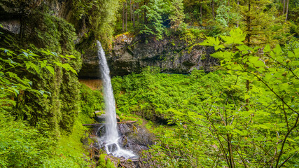 Forest waterfall. Silver falls state park, USA