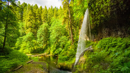 Forest waterfall. Silver falls state park, USA