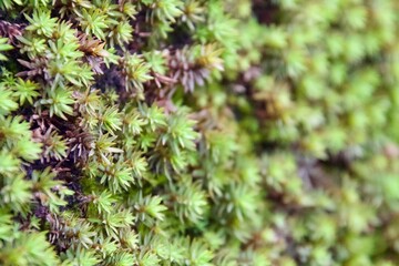moss spread on a rock