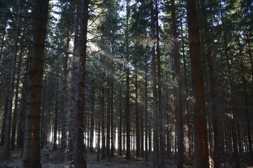 Der erzgebirgische Wald