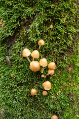 Mushrooms on moss-covered tree bark, portrait format