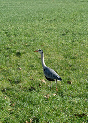 Gray heron on grass field