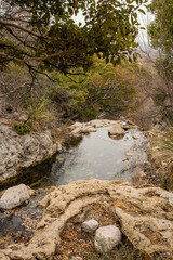 Pool of Water At Smith Spring in Guadalupe Mountains